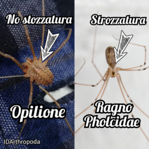 Scopri di più sull'articolo Differenze tra opilioni e ragni