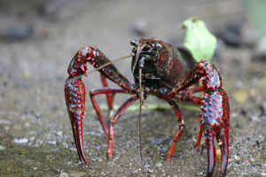 Scopri di più sull'articolo Procambarus clarkii, il gambero killer della Louisiana
