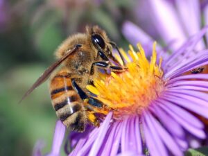 Scopri di più sull'articolo Le api da miele stanno davvero sparendo?
