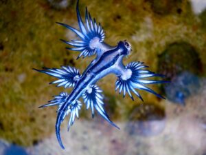 Scopri di più sull'articolo Un piccolo e velenoso drago blu | Glaucus atlanticus