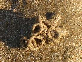 Scopri di più sull'articolo Strani cumuli sulla sabbia: quali animali sono i responsabili?