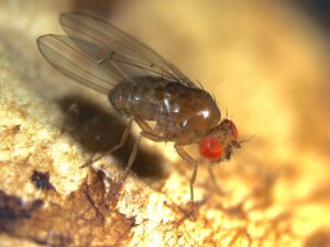 Drosophila, moscerini