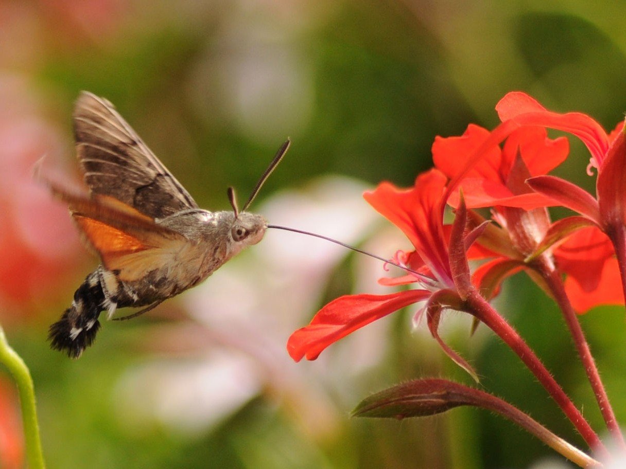 Scopri di più sull'articolo La sfinge colibrì, un caso di evoluzione convergente