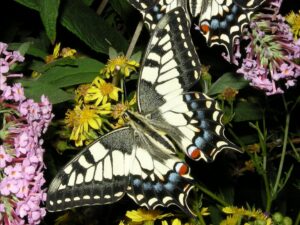 Scopri di più sull'articolo Perché liberare farfalle è sbagliato