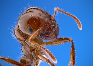 Scopri di più sull'articolo La formica di fuoco trovata in Sicilia | Cos’è e come segnalarla