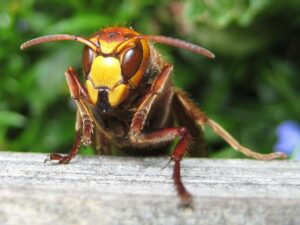 Scopri di più sull'articolo I calabroni spruzzano veleno sugli occhi?