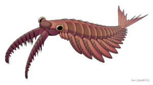 Scopri di più sull'articolo Anomalocaris: il predatore gigante del Cambriano